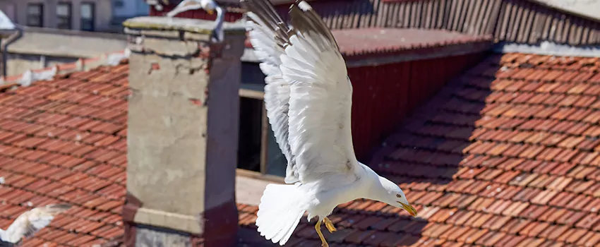 Residential Chimney Animal Removal Solution in New Berlin, WI